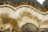 Polished Barite and Marcasite Slab - Lubin Mine, Poland #302259-1